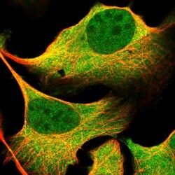 BICD1 Antibody, Novus Biologicals:Antibodies:Primary Antibodies